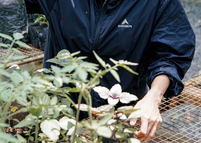 penghijauan lingkungan