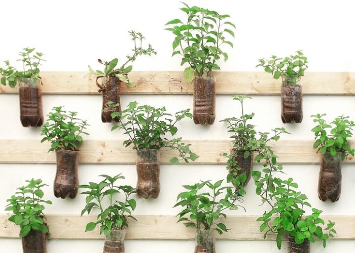 outdoor vertical garden