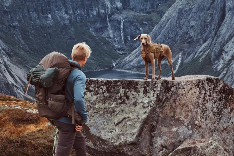 hewan yang ada di pegunungan