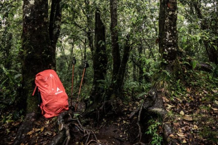 hewan yang ada di pegunungan