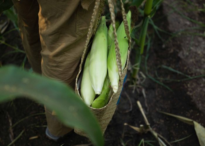 manfaat sayuran hijau