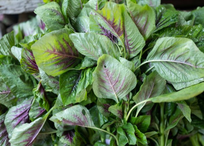 manfaat sayuran hijau