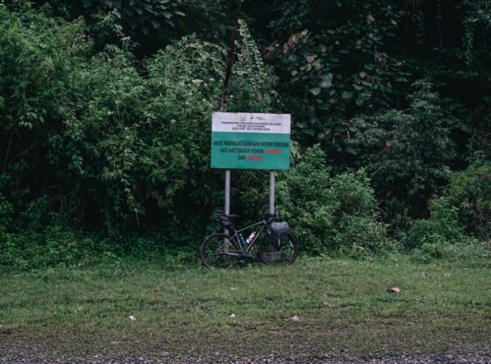 keindahan hutan mangrove
