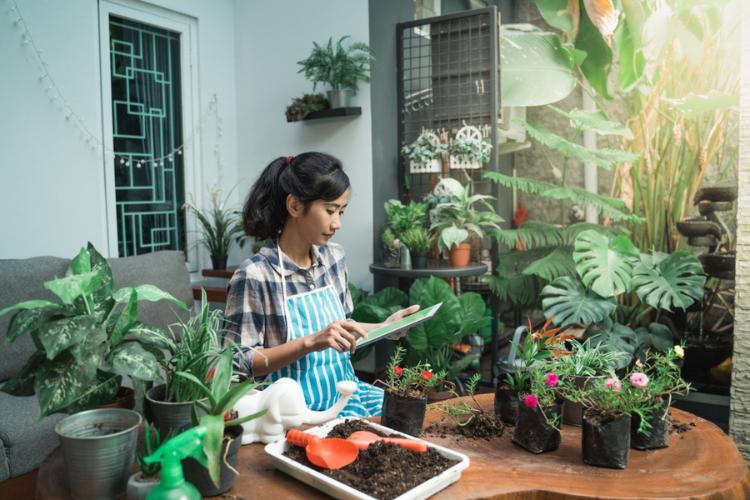 tanaman apotek hidup