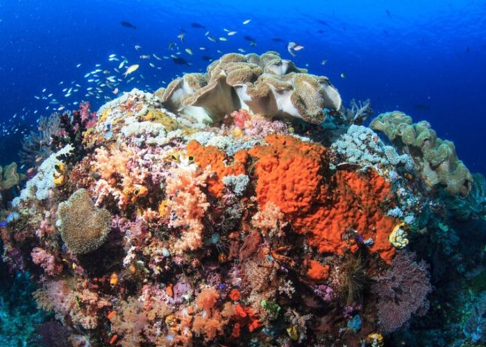 keanekaragaman hayati