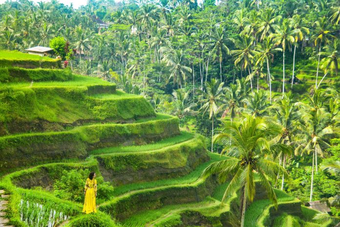 ubud hiking