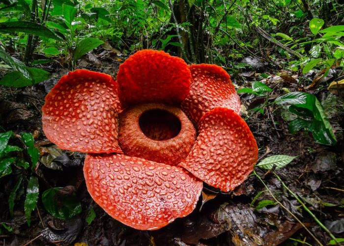 hari puspa dan satwa nasional