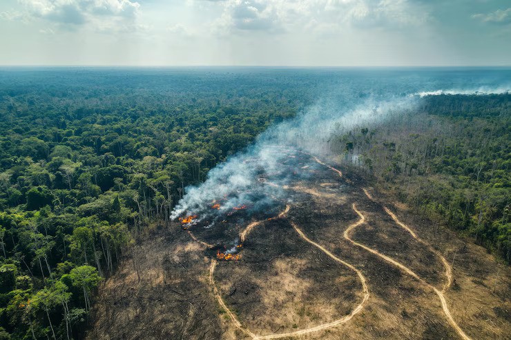 penyebab kebakaran hutan