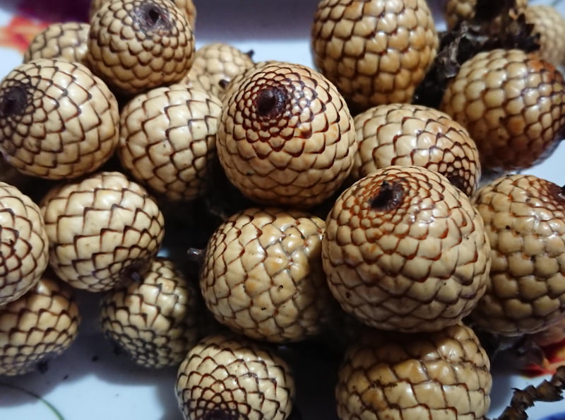 Buah Rotan