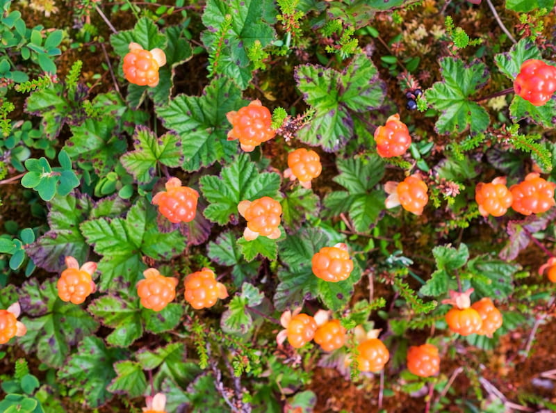 Cloudberry
