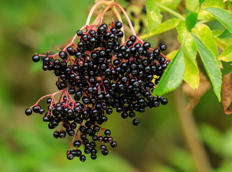 Elderberry